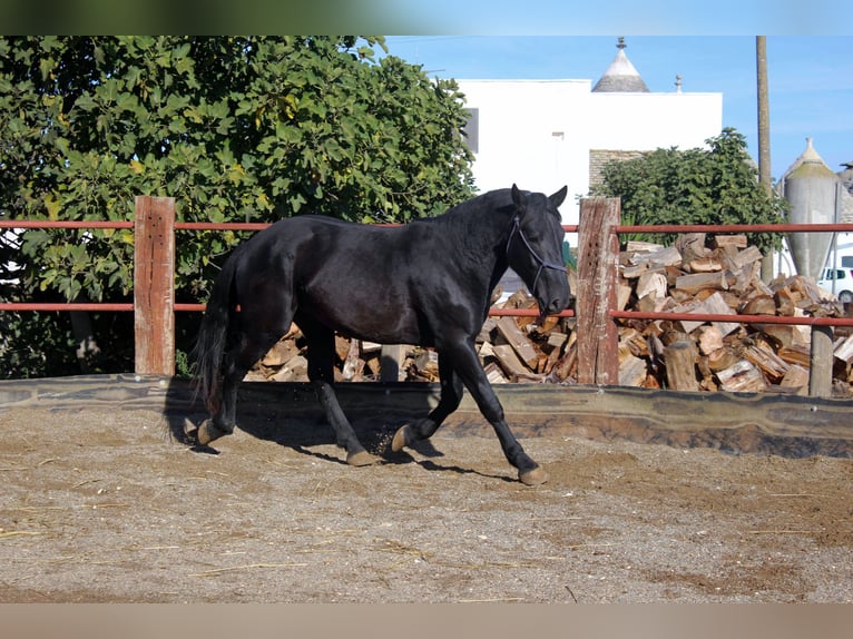 Murgese/caballo de las Murgues Semental 2 años 161 cm Negro in Martina Franca