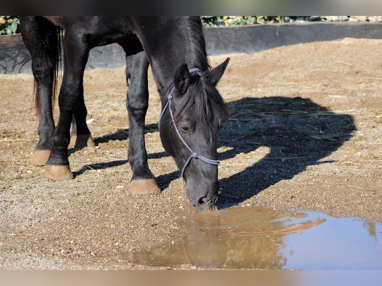 Murgese/caballo de las Murgues Semental 2 años 161 cm Negro in Martina Franca