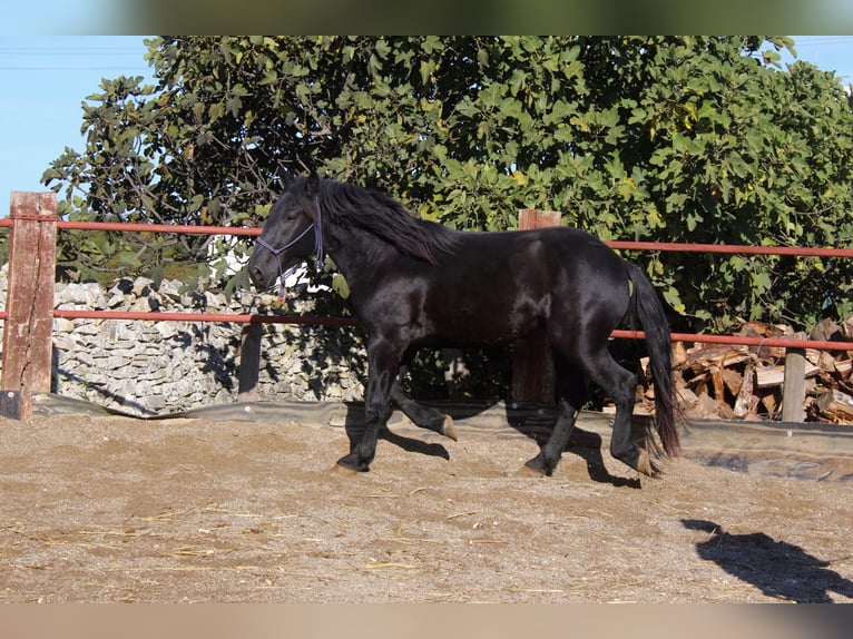 Murgese/caballo de las Murgues Semental 2 años 161 cm Negro in Martina Franca