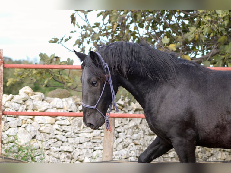 Murgese/caballo de las Murgues Semental 2 años 165 cm Negro in Martina Franca