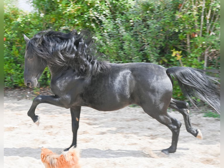 Murgese/caballo de las Murgues Semental 3 años 155 cm Negro in Martina Franca Murgese/caballo de las Murgues Semental 3 años 155 cm Negro in Martina Franca