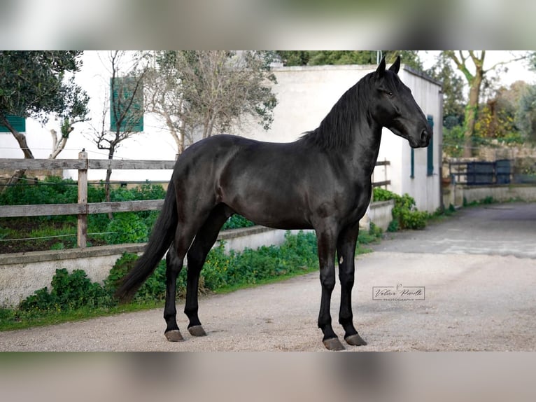 Murgese/caballo de las Murgues Semental 3 años 155 cm Negro in Martina Franca