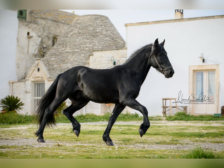 Murgese/caballo de las Murgues Semental 3 años 155 cm Negro in Martina Franca