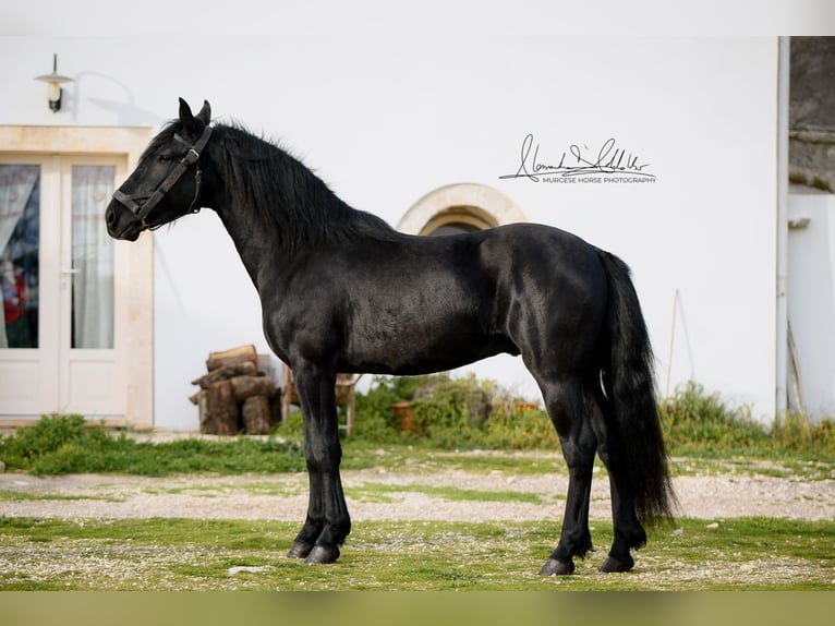 Murgese/caballo de las Murgues Semental 3 años 155 cm Negro in Martina Franca