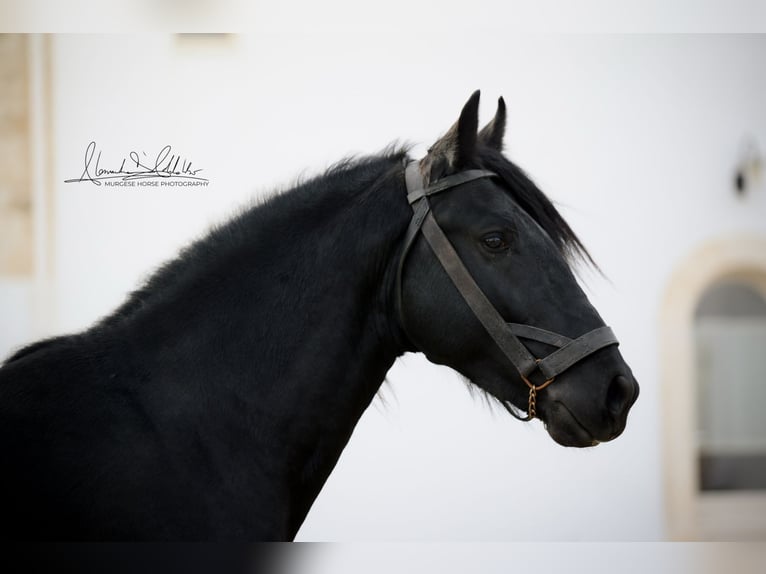 Murgese/caballo de las Murgues Semental 3 años 155 cm Negro in Martina Franca