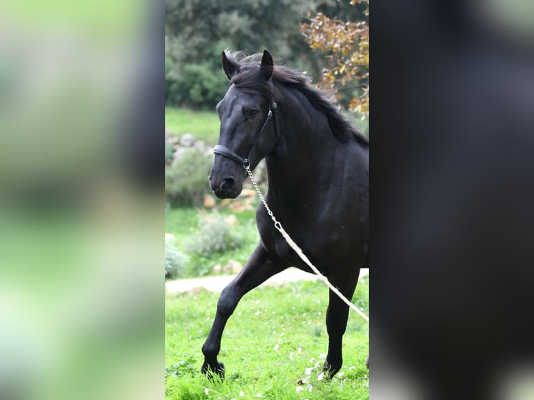 Murgese/caballo de las Murgues Semental 3 años 156 cm Negro in Martina Franca