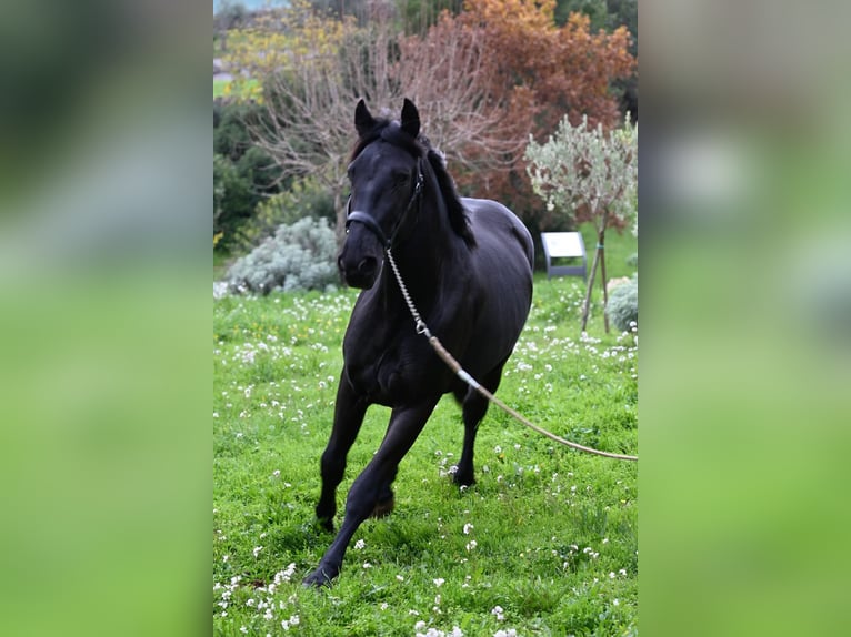 Murgese/caballo de las Murgues Semental 3 años 156 cm Negro in Martina Franca
