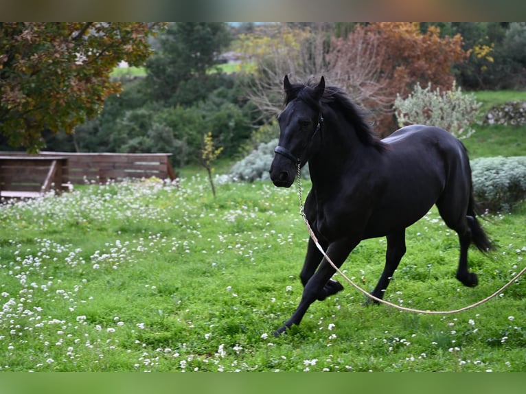Murgese/caballo de las Murgues Semental 3 años 156 cm Negro in Martina Franca