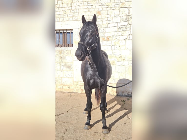 Murgese/caballo de las Murgues Semental 3 años 157 cm Negro in Murgia
