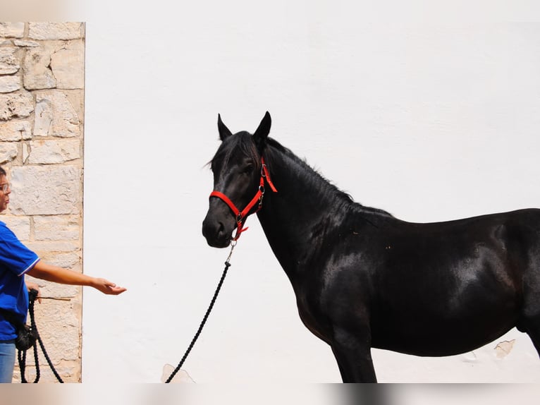 Murgese/caballo de las Murgues Semental 3 años 157 cm Negro in Murgia