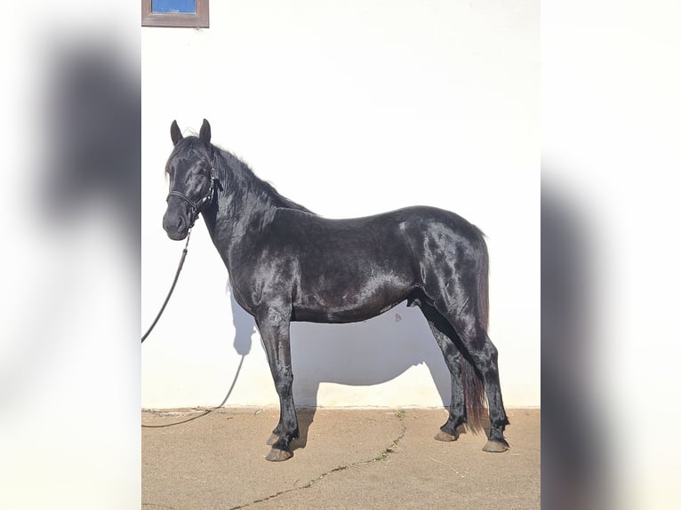 Murgese/caballo de las Murgues Semental 3 años 157 cm Negro in Murgia