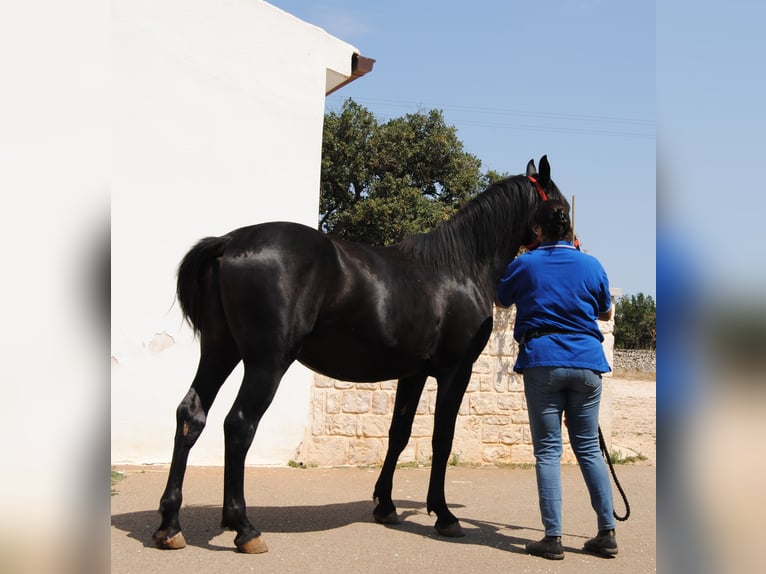 Murgese/caballo de las Murgues Semental 3 años 157 cm Negro in Murgia