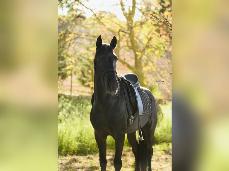 Murgese/caballo de las Murgues Semental 3 años 158 cm Negro in Alberobello