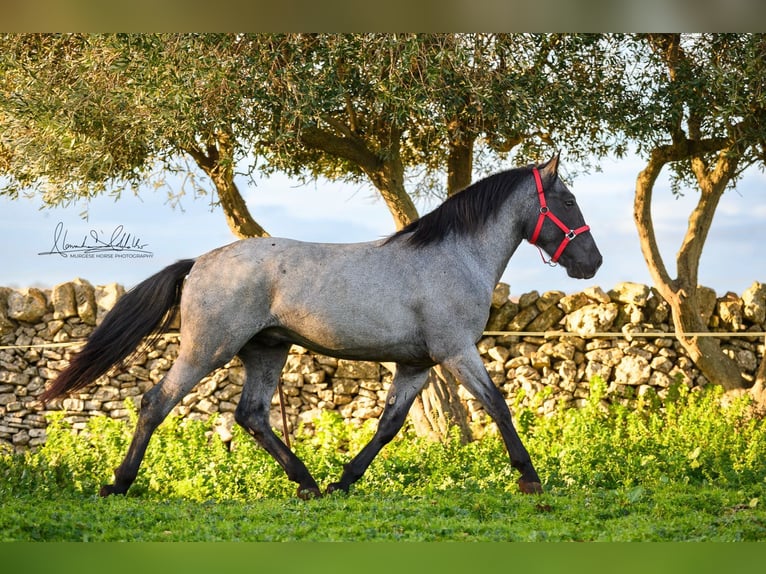 Murgese/caballo de las Murgues Semental 3 años 158 cm Ruano azulado in Martina Franca