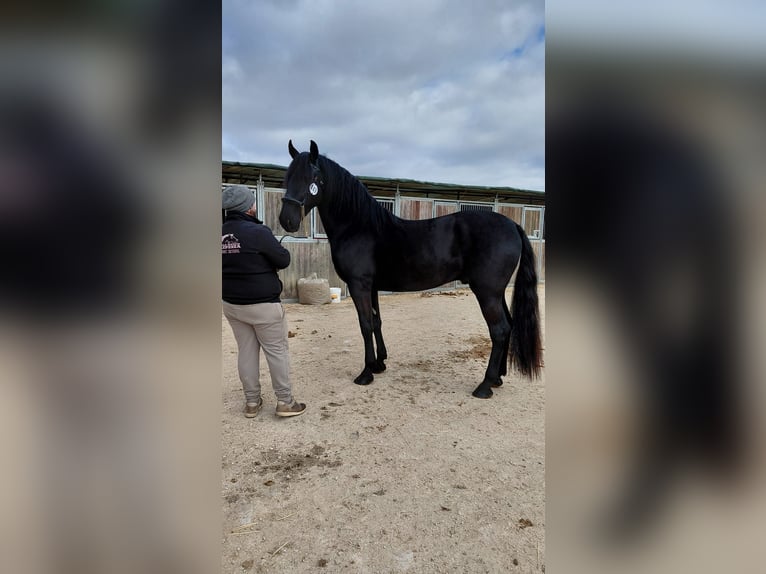 Murgese/caballo de las Murgues Semental 3 años 159 cm Negro in Melendugno