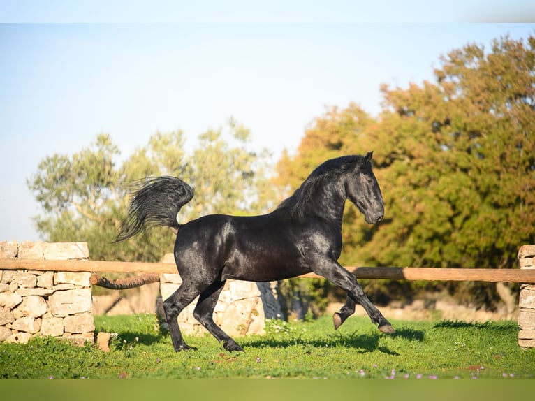 Murgese/caballo de las Murgues Semental 3 años 160 cm Negro in Noci