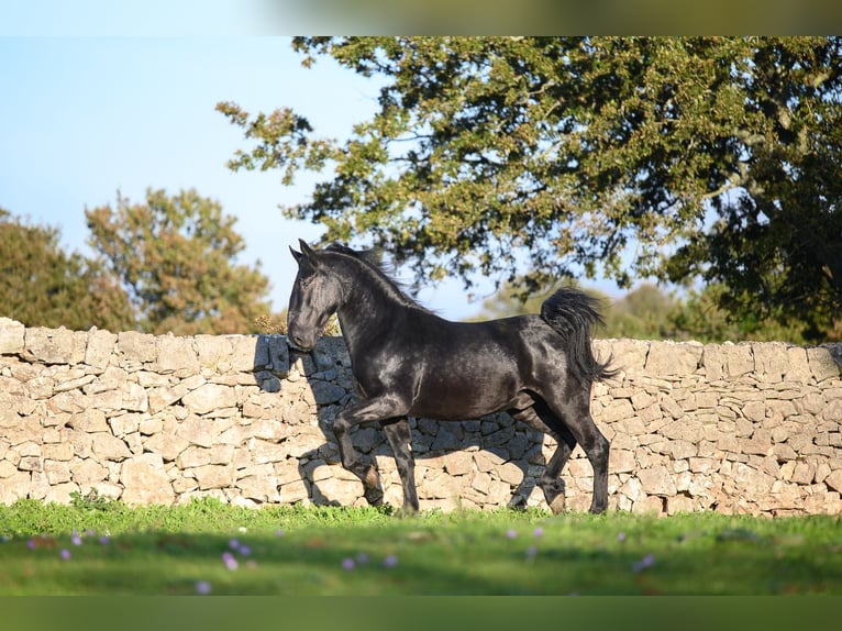 Murgese/caballo de las Murgues Semental 3 años 160 cm Negro in Noci