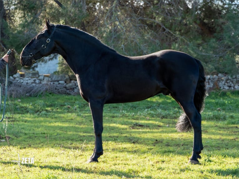 Murgese/caballo de las Murgues Semental 3 años 161 cm Negro in Martina Franca