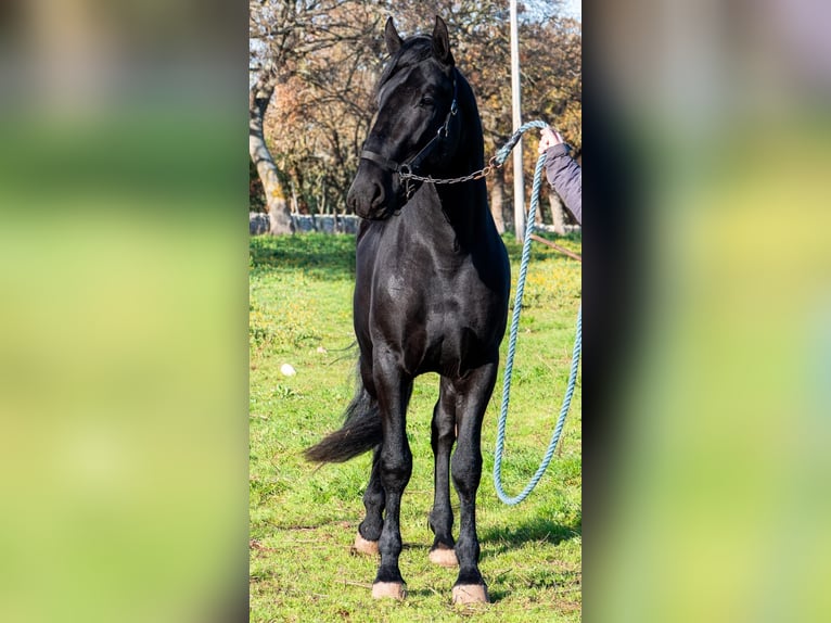 Murgese/caballo de las Murgues Semental 3 años 161 cm Negro in Martina Franca