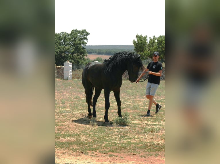 Murgese/caballo de las Murgues Semental 3 años 163 cm Negro in Martina Franca