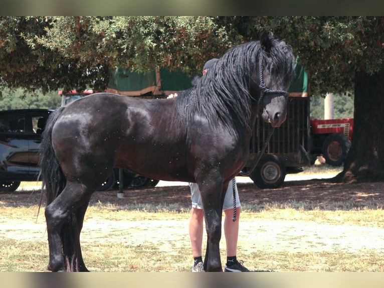 Murgese/caballo de las Murgues Semental 3 años 163 cm Negro in Martina Franca