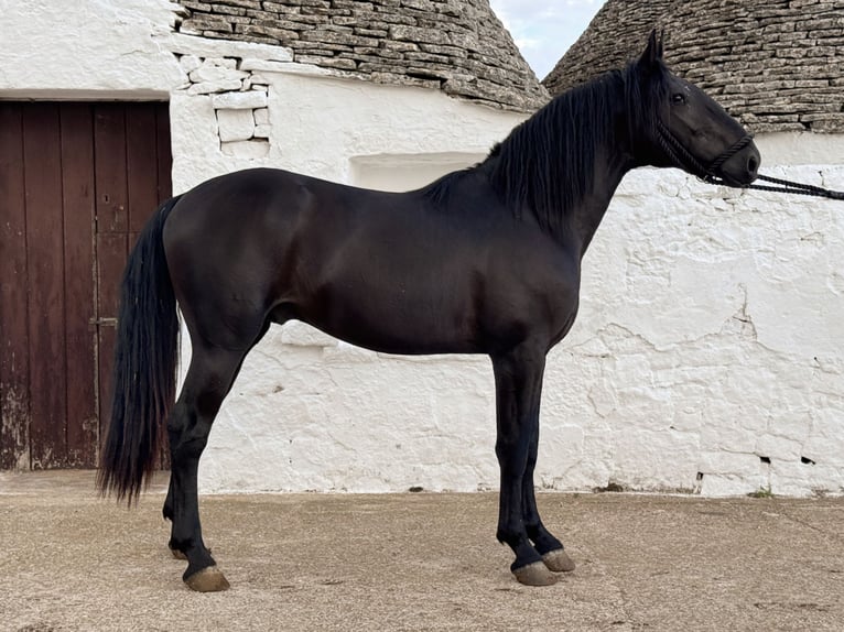 Murgese/caballo de las Murgues Semental 3 años 163 cm Negro in Martina Franca