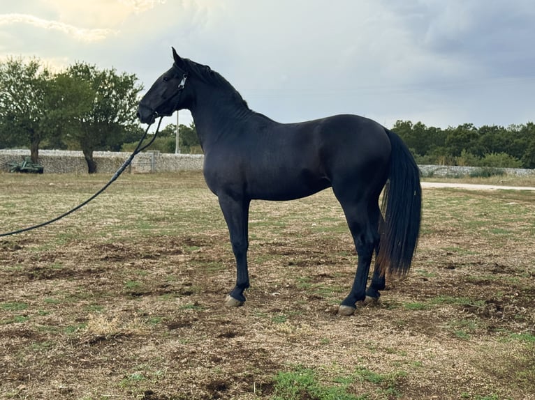 Murgese/caballo de las Murgues Semental 3 años 163 cm Negro in Martina Franca