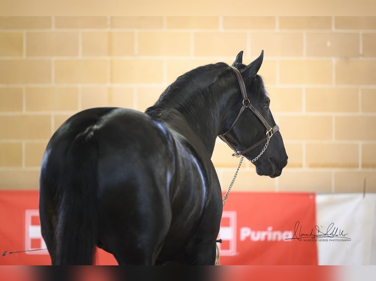 Murgese/caballo de las Murgues Semental 3 años 163 cm Negro in Noci