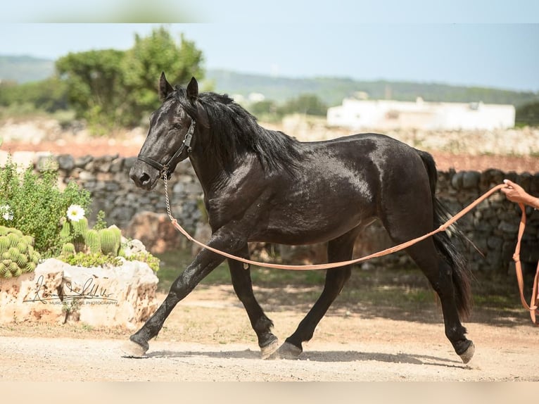 Murgese/caballo de las Murgues Semental 3 años 164 cm Negro in Martina Franca
