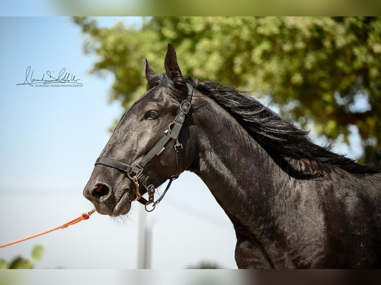 Murgese/caballo de las Murgues Semental 3 años 164 cm Negro in Martina Franca