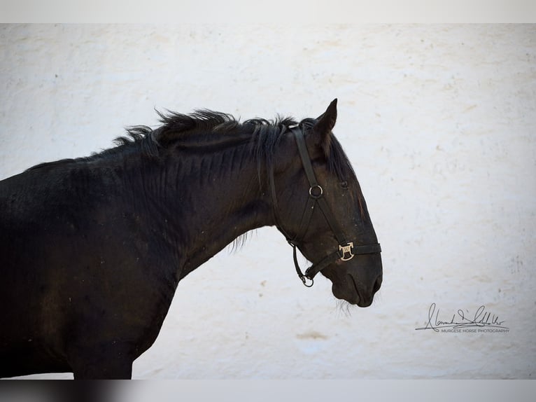 Murgese/caballo de las Murgues Semental 3 años 164 cm Negro in Martina Franca