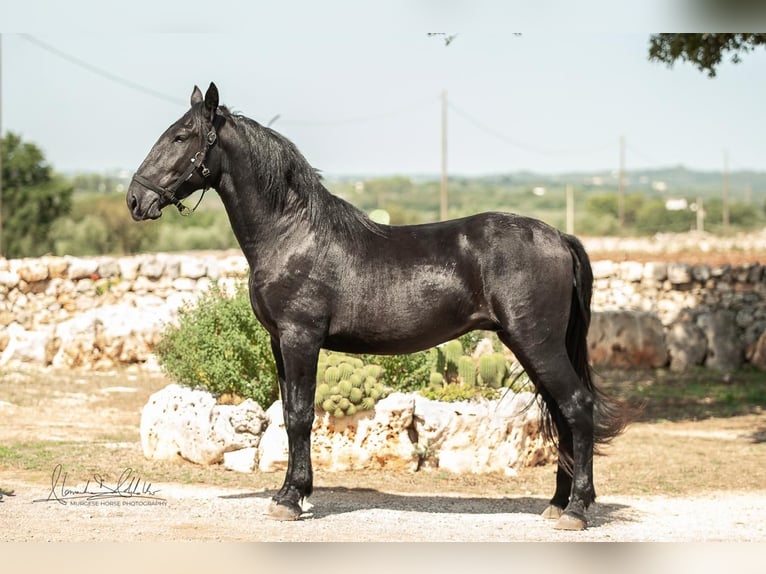 Murgese/caballo de las Murgues Semental 3 años 164 cm Negro in Martina Franca