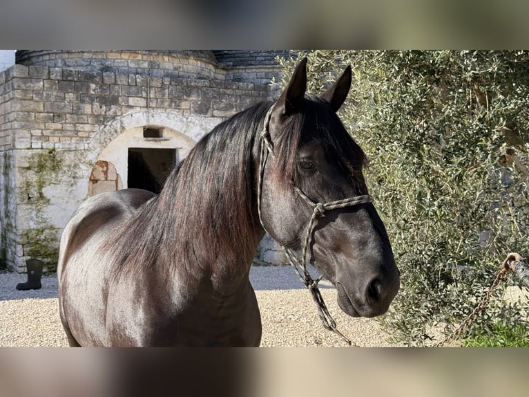 Murgese/caballo de las Murgues Semental 3 años 164 cm Negro in Martina Franca