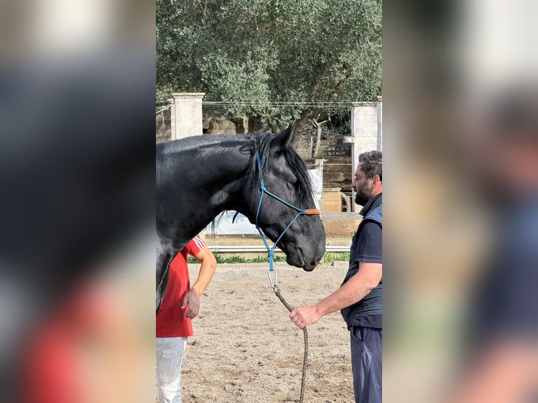 Murgese/caballo de las Murgues Semental 3 años 164 cm Negro in Martina Franca