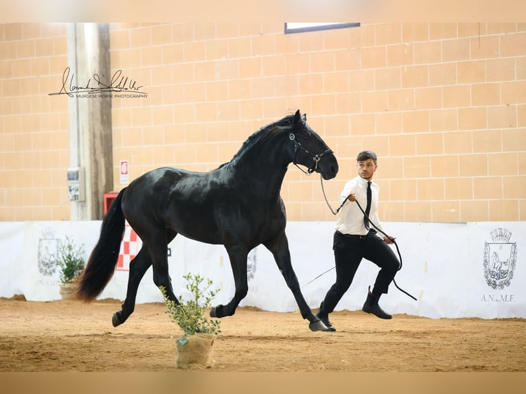 Murgese/caballo de las Murgues Semental 3 años 165 cm Negro in Martina Franca