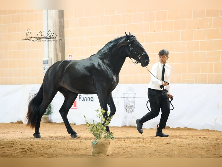 Murgese/caballo de las Murgues Semental 3 años 165 cm Negro in Martina Franca