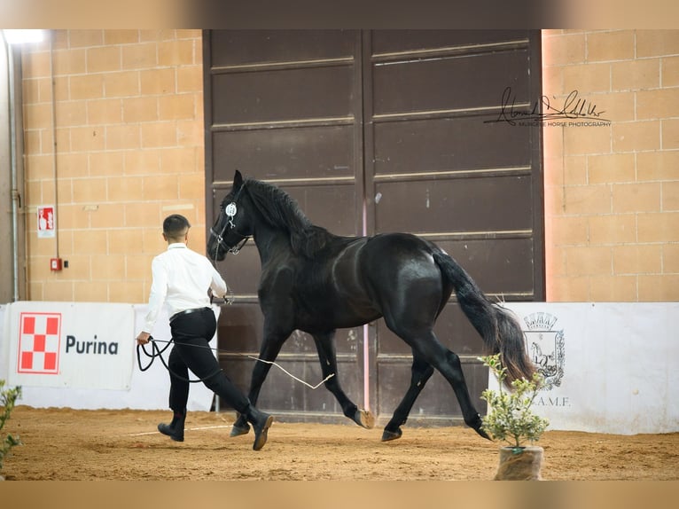 Murgese/caballo de las Murgues Semental 3 años 165 cm Negro in Martina Franca