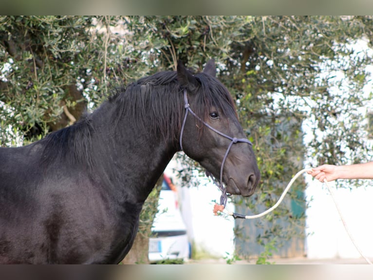 Murgese/caballo de las Murgues Semental 3 años 165 cm Negro in Martina Franca