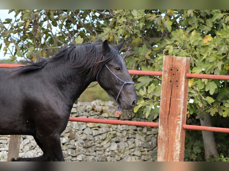 Murgese/caballo de las Murgues Semental 3 años 165 cm Negro in Martina Franca