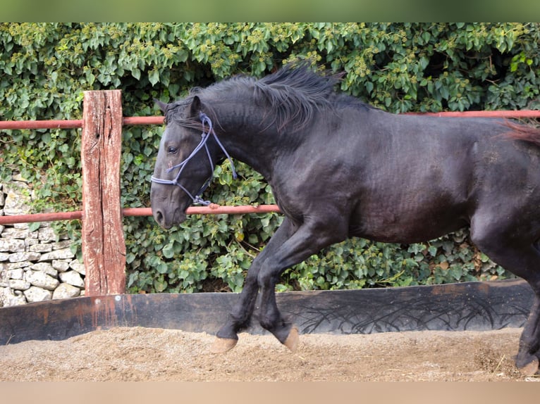 Murgese/caballo de las Murgues Semental 3 años 165 cm Negro in Martina Franca