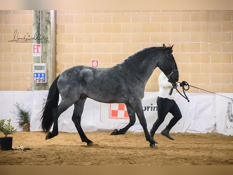 Murgese/caballo de las Murgues Semental 3 años 165 cm Ruano azulado in Noci