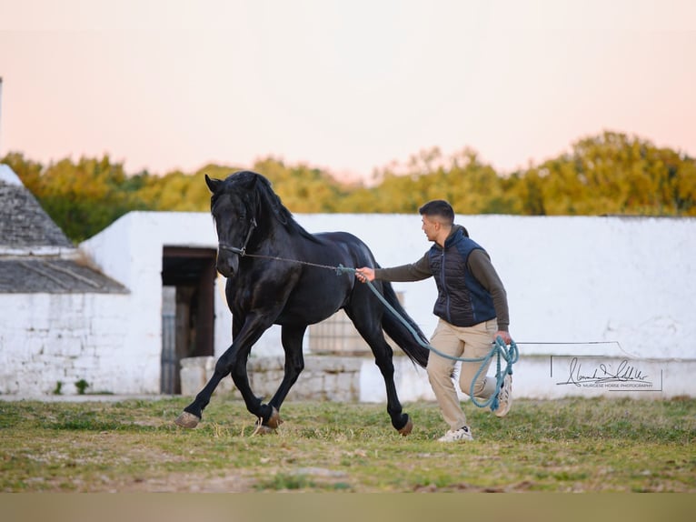 Murgese/caballo de las Murgues Semental 3 años Negro in Noci