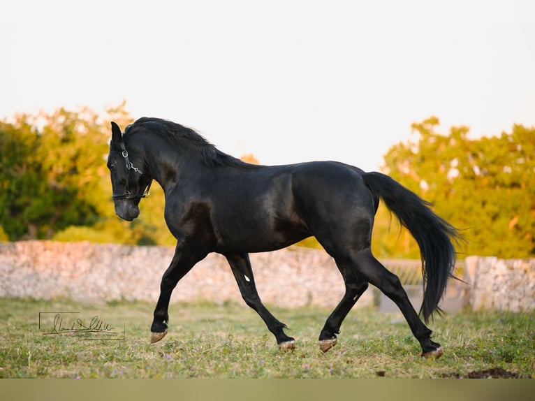 Murgese/caballo de las Murgues Semental 3 años Negro in Noci