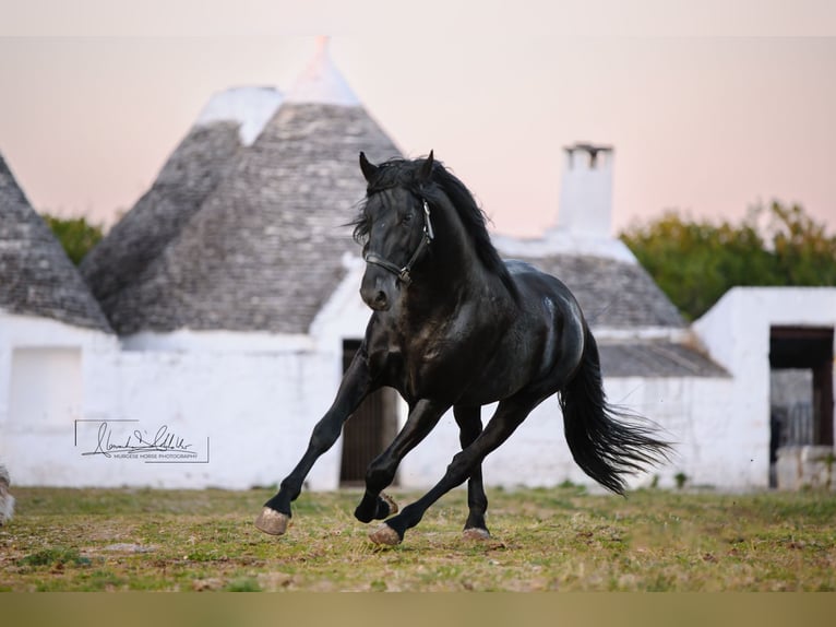 Murgese/caballo de las Murgues Semental 3 años Negro in Noci