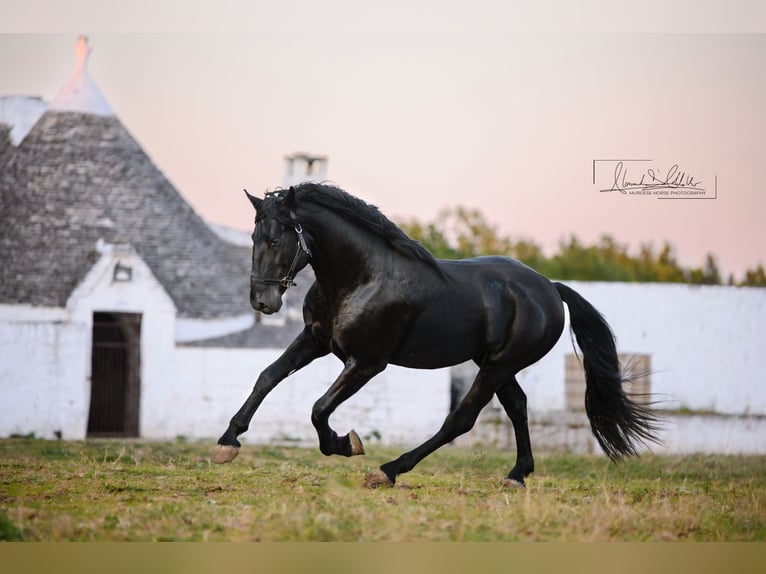 Murgese/caballo de las Murgues Semental 3 años Negro in Noci