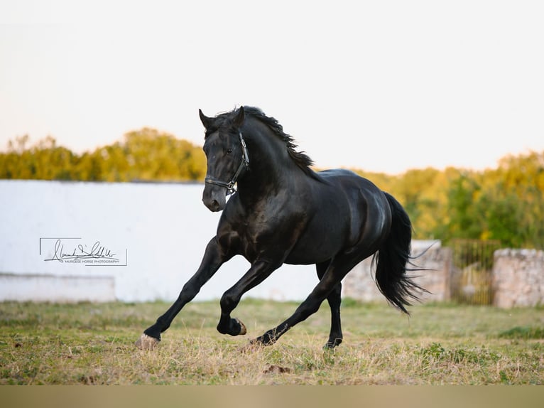 Murgese/caballo de las Murgues Semental 3 años Negro in Noci
