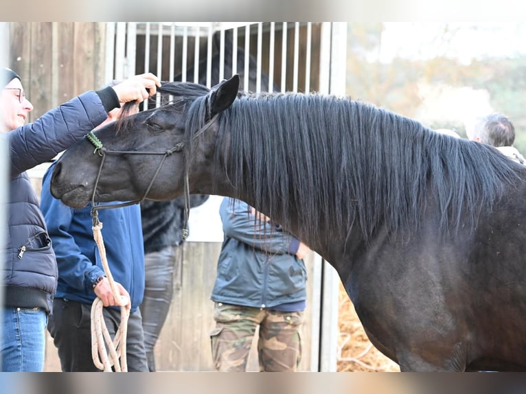 Murgese/caballo de las Murgues Semental 4 años 156 cm Negro in Martina Franca