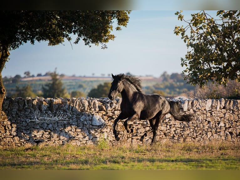 Murgese/caballo de las Murgues Semental 4 años 156 cm Negro in Noci