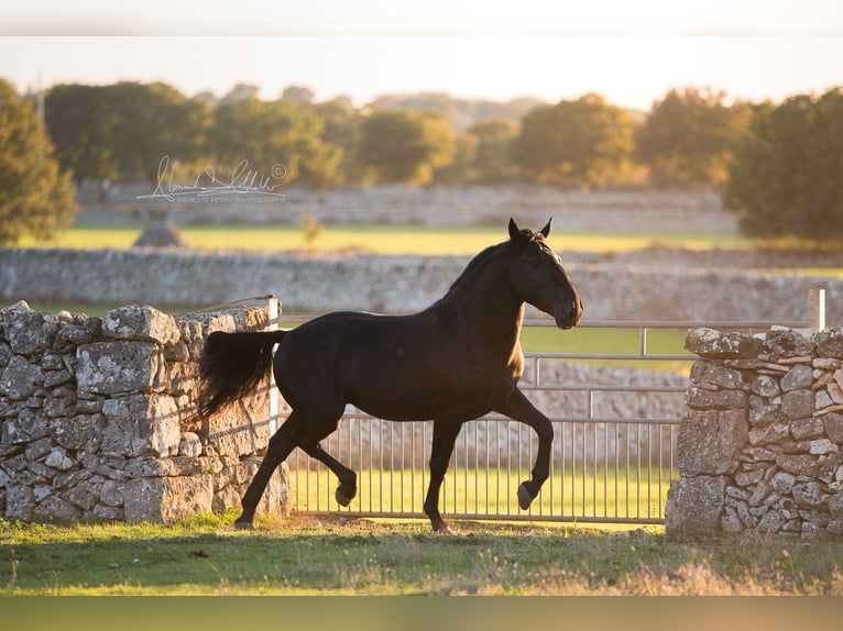 Murgese/caballo de las Murgues Semental 4 años 156 cm Negro in Noci