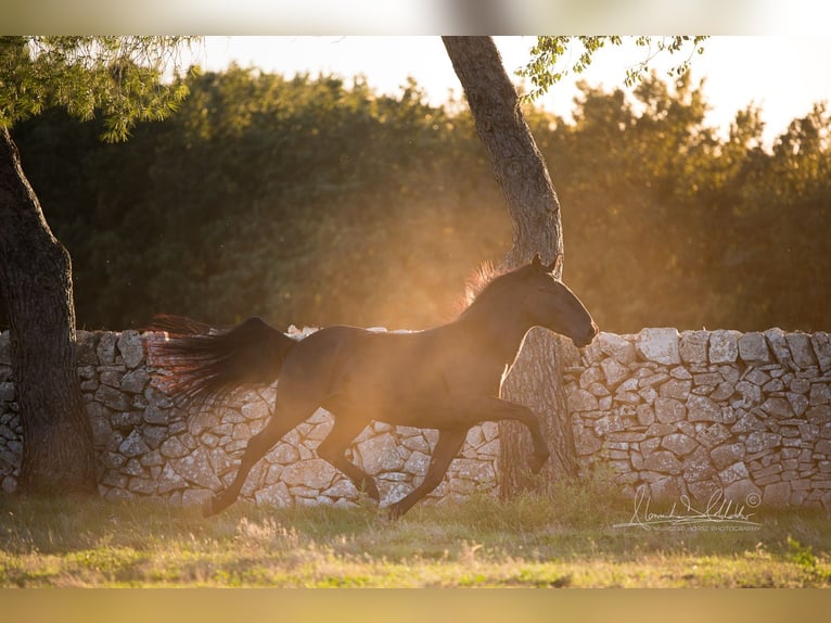 Murgese/caballo de las Murgues Semental 4 años 160 cm Negro in Noci